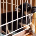 室内犬に『ケージ』…