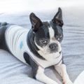 犬が『機嫌が悪い時…