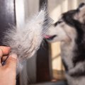 犬の『抜け毛』の上…