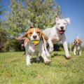 犬友達と接するとき…