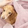 老犬に負担を掛けず…