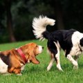 犬が『他の犬のおし…