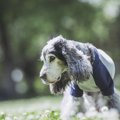 犬の老化のサインと…