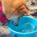 海で磯遊び中、バケ…