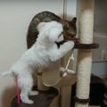 猫より猫らしい？キ…