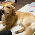 愛犬の“かまちょ攻撃…