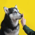 犬も声変わりする？…