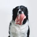 犬に『生』で与えて…