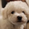 生後50日あまりの真…