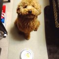子犬が起こしやすい…