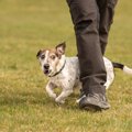 『モラルのない犬の…