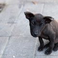 迷子犬を見つけた時…
