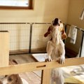 愛犬が『甘え鳴き』…