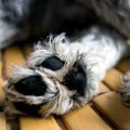 気をつけて！犬の散…