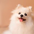 『愛想がいい犬』の5…