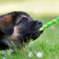 犬が噛みついて離れ…