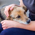 飼い主は愛犬のてん…