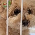 10歳の老犬が『飼い…