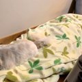 なぜか自分の寝床で…