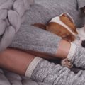 犬が飼い主の「足元…