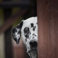 犬が『本当に怖い』…