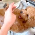 子犬を飼った結果→『…