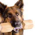 室内犬が家の柱や壁…
