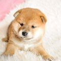 子犬を迎えるときに…
