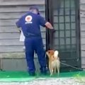 犬がいる家に『配達…