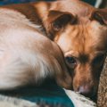 犬がキュンキュン鳴…
