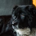 犬がじっとしている…
