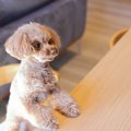 犬におすすめな『ご…