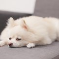 犬にむくみがあると…