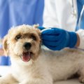 犬の体に『マダニ』…