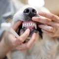 犬が『触ってほしく…
