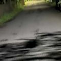 真夜中、田舎道で犬…