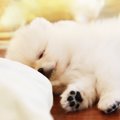 犬の肉球が冷たくな…
