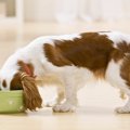 犬の食器選びのコツ3…