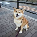 犬が散歩に出ても歩…