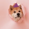 犬が『隙間』に入り…