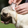 犬の耳掃除で絶対に…