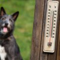 犬が『夏バテ』して…