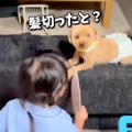トリミング後の犬を…