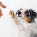 犬も飼い主にジェス…