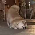 柴犬が『ほっぺ』で…