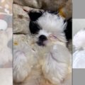 成長しても天使の寝…