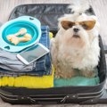 犬を預けるには？選…