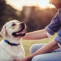 犬が亡くなる前にす…