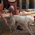 野原に倒れる犬をレ…
