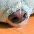 『犬が眠っている』…